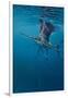 Sailfish-Michael Jackson-Framed Giclee Print