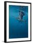 Sailfish-Michael Jackson-Framed Giclee Print