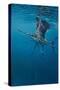 Sailfish-Michael Jackson-Stretched Canvas