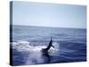 Sailfishing-null-Stretched Canvas