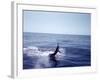 Sailfishing-null-Framed Photographic Print