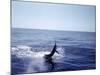 Sailfishing-null-Mounted Photographic Print