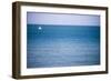 Sailing Boat, Seen from Swanage Beach, Dorset, England, United Kingdom, Europe-Matthew Williams-Ellis-Framed Photographic Print