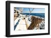 Sailing Regatta.-De Visu-Framed Photographic Print