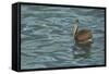 Sailing-Luis Aguirre-Framed Stretched Canvas