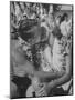 Sailor Kissing Girl During Luau For Navy Personnel on Leave-Eliot Elisofon-Mounted Photographic Print