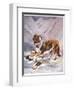 Saint Bernard Finds a Man Trapped in the Snow-A. Scott Rankin-Framed Photographic Print