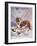 Saint Bernard Finds a Man Trapped in the Snow-A. Scott Rankin-Framed Photographic Print