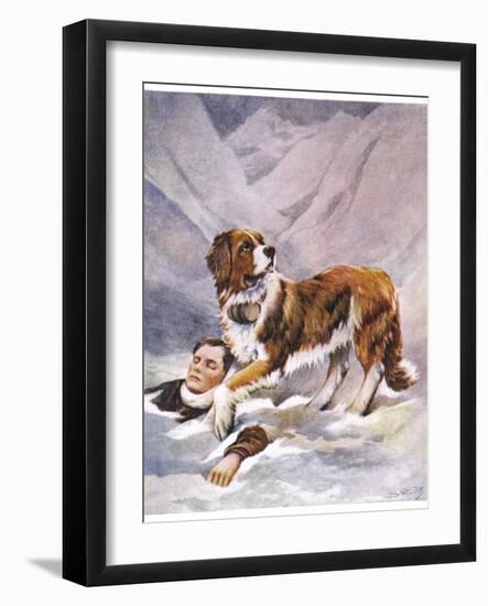 Saint Bernard Finds a Man Trapped in the Snow-A. Scott Rankin-Framed Photographic Print