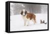Saint Bernard in Snow by Coniferous Trees, Foggy Mountains of Southern California, USA-Lynn M^ Stone-Framed Stretched Canvas