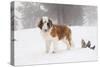 Saint Bernard in Snow by Coniferous Trees, Foggy Mountains of Southern California, USA-Lynn M^ Stone-Stretched Canvas