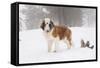 Saint Bernard in Snow by Coniferous Trees, Foggy Mountains of Southern California, USA-Lynn M^ Stone-Framed Stretched Canvas