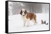 Saint Bernard in Snow by Coniferous Trees, Foggy Mountains of Southern California, USA-Lynn M^ Stone-Framed Stretched Canvas