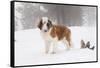 Saint Bernard in Snow by Coniferous Trees, Foggy Mountains of Southern California, USA-Lynn M^ Stone-Framed Stretched Canvas