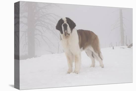 Saint Bernard in Snow by Coniferous Trees, Foggy Mountains of Southern California, USA-Lynn M^ Stone-Stretched Canvas