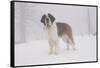 Saint Bernard in Snow by Coniferous Trees, Foggy Mountains of Southern California, USA-Lynn M^ Stone-Framed Stretched Canvas