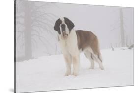 Saint Bernard in Snow by Coniferous Trees, Foggy Mountains of Southern California, USA-Lynn M^ Stone-Stretched Canvas