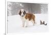 Saint Bernard in Snow by Coniferous Trees, Foggy Mountains of Southern California, USA-Lynn M^ Stone-Framed Photographic Print