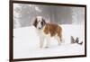 Saint Bernard in Snow by Coniferous Trees, Foggy Mountains of Southern California, USA-Lynn M^ Stone-Framed Photographic Print