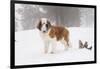 Saint Bernard in Snow by Coniferous Trees, Foggy Mountains of Southern California, USA-Lynn M^ Stone-Framed Photographic Print