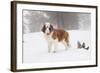 Saint Bernard in Snow by Coniferous Trees, Foggy Mountains of Southern California, USA-Lynn M^ Stone-Framed Photographic Print