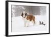 Saint Bernard in Snow by Coniferous Trees, Foggy Mountains of Southern California, USA-Lynn M^ Stone-Framed Photographic Print