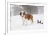 Saint Bernard in Snow by Coniferous Trees, Foggy Mountains of Southern California, USA-Lynn M^ Stone-Framed Photographic Print