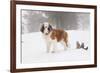 Saint Bernard in Snow by Coniferous Trees, Foggy Mountains of Southern California, USA-Lynn M^ Stone-Framed Photographic Print