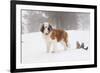 Saint Bernard in Snow by Coniferous Trees, Foggy Mountains of Southern California, USA-Lynn M^ Stone-Framed Photographic Print