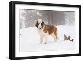 Saint Bernard in Snow by Coniferous Trees, Foggy Mountains of Southern California, USA-Lynn M^ Stone-Framed Photographic Print