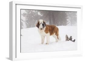 Saint Bernard in Snow by Coniferous Trees, Foggy Mountains of Southern California, USA-Lynn M^ Stone-Framed Photographic Print