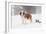 Saint Bernard in Snow by Coniferous Trees, Foggy Mountains of Southern California, USA-Lynn M^ Stone-Framed Photographic Print