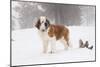 Saint Bernard in Snow by Coniferous Trees, Foggy Mountains of Southern California, USA-Lynn M^ Stone-Mounted Photographic Print
