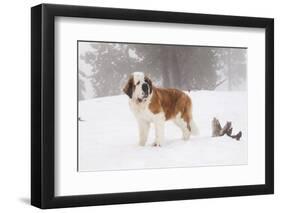 Saint Bernard in Snow by Coniferous Trees, Foggy Mountains of Southern California, USA-Lynn M^ Stone-Framed Photographic Print