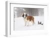 Saint Bernard in Snow by Coniferous Trees, Foggy Mountains of Southern California, USA-Lynn M^ Stone-Framed Photographic Print