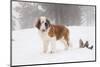 Saint Bernard in Snow by Coniferous Trees, Foggy Mountains of Southern California, USA-Lynn M^ Stone-Mounted Photographic Print