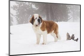 Saint Bernard in Snow by Coniferous Trees, Foggy Mountains of Southern California, USA-Lynn M^ Stone-Mounted Photographic Print