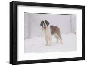 Saint Bernard in Snow by Coniferous Trees, Foggy Mountains of Southern California, USA-Lynn M^ Stone-Framed Photographic Print