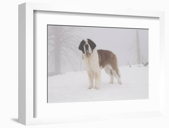 Saint Bernard in Snow by Coniferous Trees, Foggy Mountains of Southern California, USA-Lynn M^ Stone-Framed Photographic Print