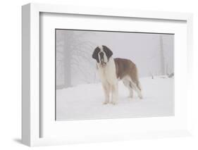 Saint Bernard in Snow by Coniferous Trees, Foggy Mountains of Southern California, USA-Lynn M^ Stone-Framed Photographic Print