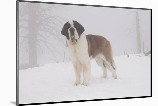 Saint Bernard in Snow by Coniferous Trees, Foggy Mountains of Southern California, USA-Lynn M^ Stone-Mounted Photographic Print