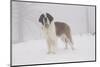 Saint Bernard in Snow by Coniferous Trees, Foggy Mountains of Southern California, USA-Lynn M^ Stone-Mounted Photographic Print