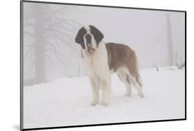 Saint Bernard in Snow by Coniferous Trees, Foggy Mountains of Southern California, USA-Lynn M^ Stone-Mounted Photographic Print