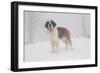 Saint Bernard in Snow by Coniferous Trees, Foggy Mountains of Southern California, USA-Lynn M^ Stone-Framed Photographic Print