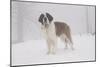 Saint Bernard in Snow by Coniferous Trees, Foggy Mountains of Southern California, USA-Lynn M^ Stone-Mounted Photographic Print