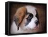 Saint Bernard Puppy Portrait-Jai Johnson-Framed Stretched Canvas