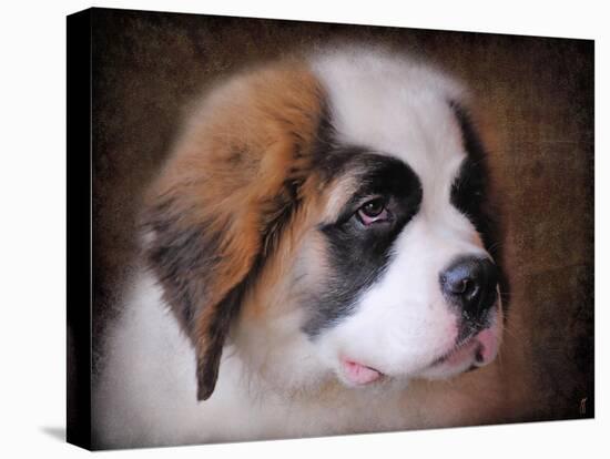 Saint Bernard Puppy Portrait-Jai Johnson-Stretched Canvas