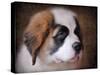 Saint Bernard Puppy Portrait-Jai Johnson-Stretched Canvas