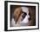 Saint Bernard Puppy Portrait-Jai Johnson-Framed Giclee Print