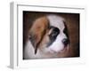 Saint Bernard Puppy Portrait-Jai Johnson-Framed Giclee Print